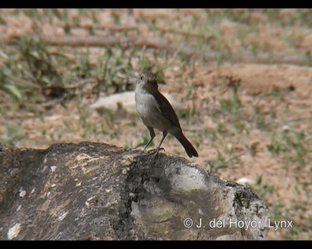 Brown-tailed Chat (Brown-tailed) - ML201248831