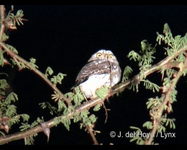 Pearl-spotted Owlet - ML201248861