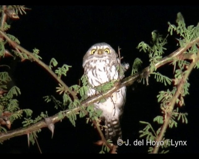 Pearl-spotted Owlet - ML201248871