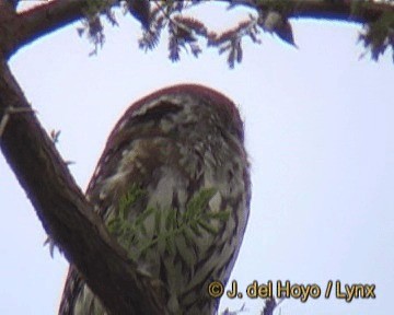 Pearl-spotted Owlet - ML201248881