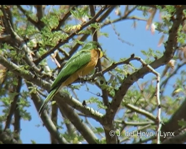 Ethiopian Bee-eater - ML201248901