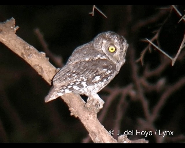 African Scops-Owl (African) - ML201248931