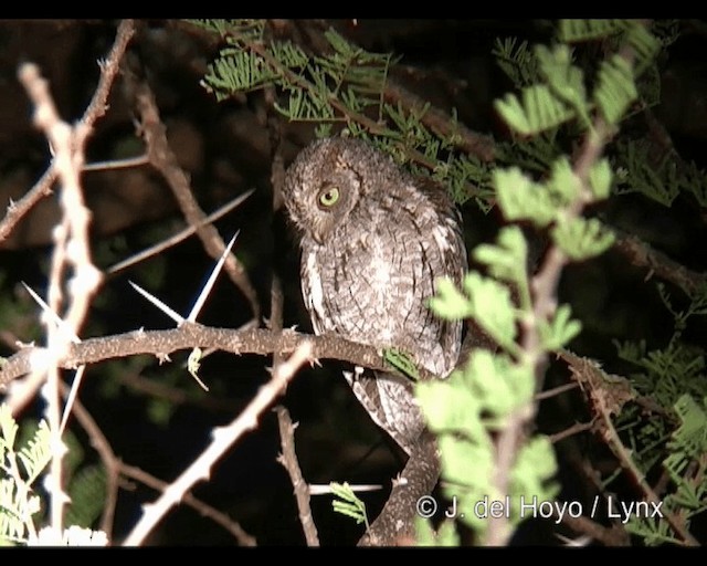 African Scops-Owl (African) - ML201248941