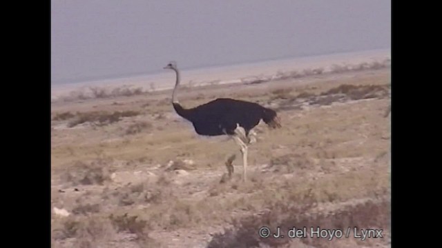 Common Ostrich - ML201249211