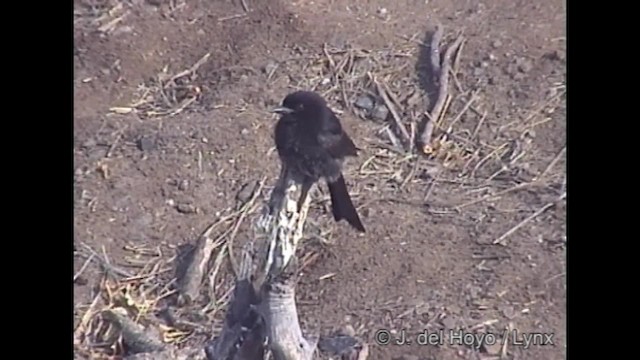 Fork-tailed Drongo (Clancey's) - ML201249241