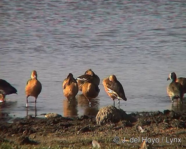 Fulvous Whistling-Duck - ML201249691