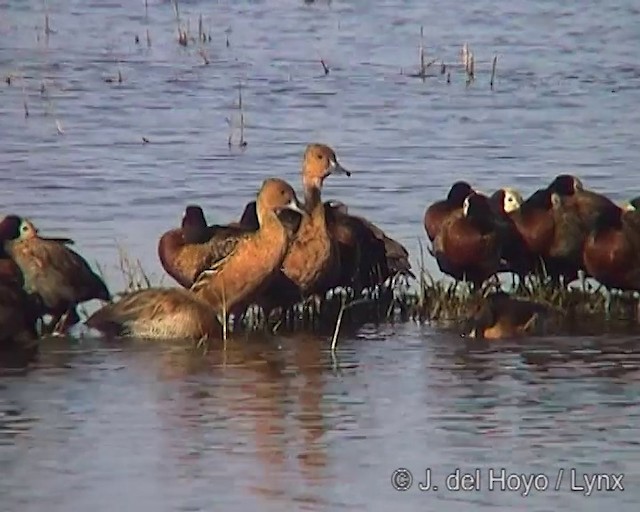 Fulvous Whistling-Duck - ML201249711