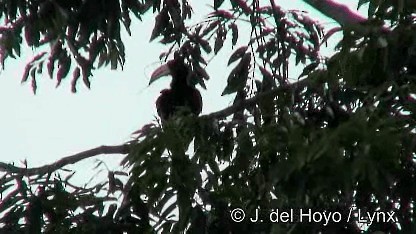 Congo Pied Hornbill - ML201249801