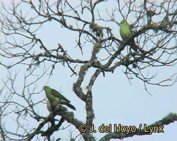 Wedge-tailed Green-Pigeon - ML201250161