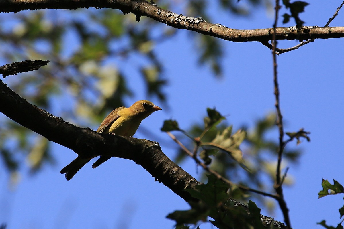 Scarlet Tanager - ML20125031