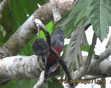 Black-tailed Trogon (Black-tailed) - ML201250481