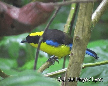 Blue-winged Mountain Tanager (Blue-winged) - ML201250771