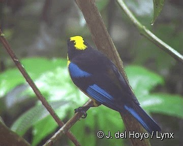Blue-winged Mountain Tanager (Blue-winged) - ML201250781