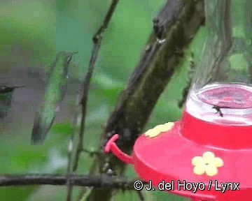 kolibřík bělohrdlý - ML201250791