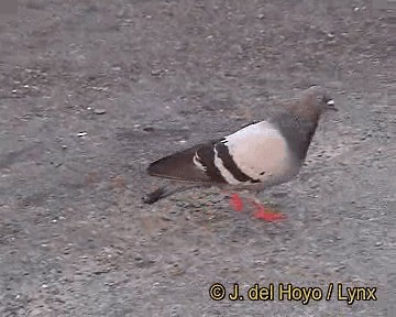 Rock Pigeon (Feral Pigeon) - ML201250961
