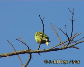 Thick-billed Green-Pigeon - ML201251081