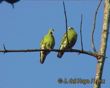 Thick-billed Green-Pigeon - ML201251091