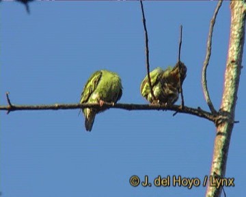 Thick-billed Green-Pigeon - ML201251101
