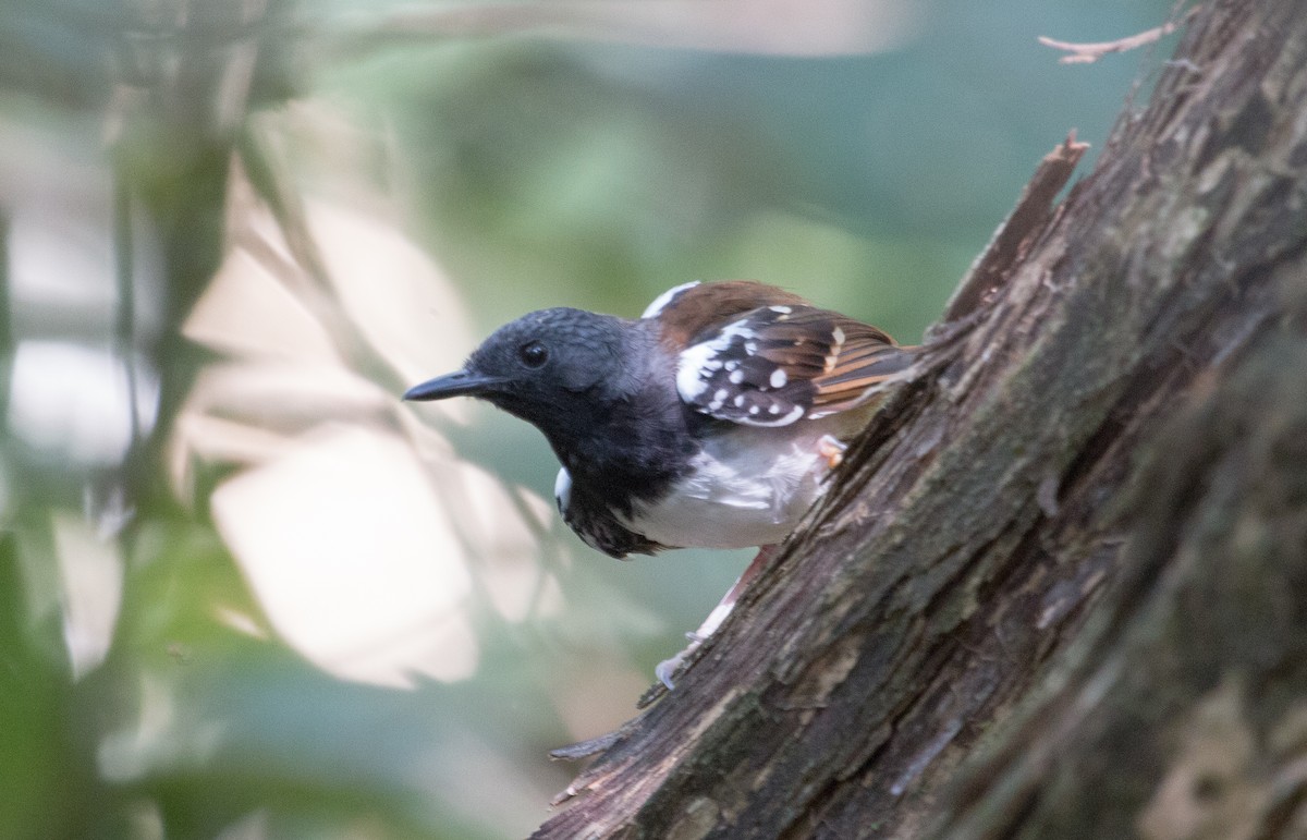 Chestnut-tailed Antbird - Bradley Davis