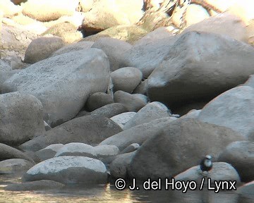 Mirlo Acuático Coroniblanco (leucocephalus) - ML201251361