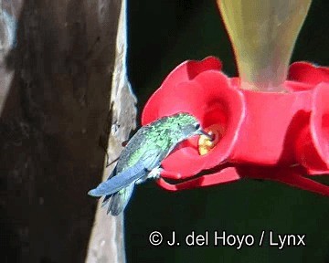 kolibřík zelenobílý - ML201251591