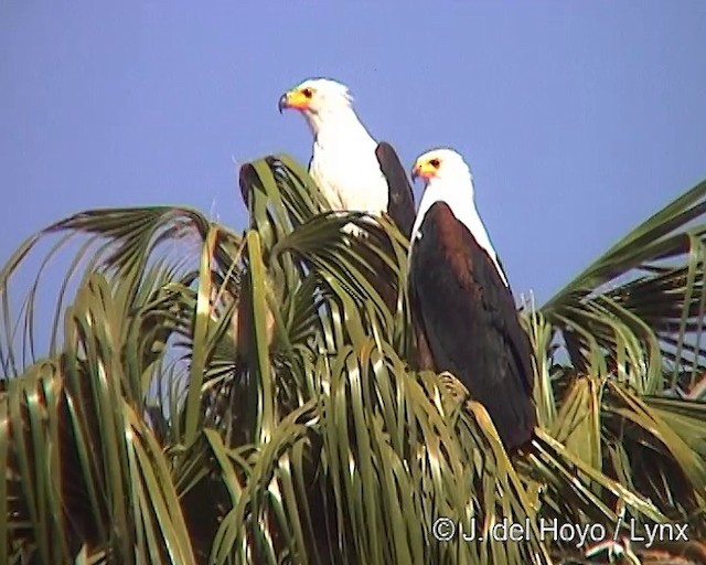 African Fish-Eagle - ML201251791