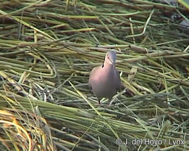 Mourning Collared-Dove - ML201252051