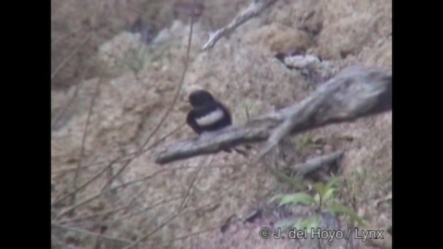 White-banded Swallow - ML201252151