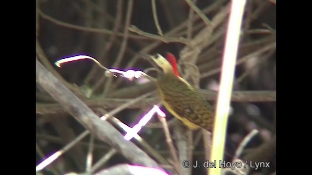 Spot-breasted Woodpecker - ML201252201