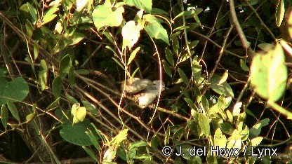 Red-winged Gray Warbler - ML201252511