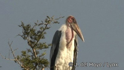 Marabou Stork - ML201252631