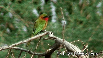 Red-throated Bee-eater - ML201252651
