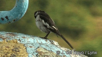 African Pied Wagtail - ML201252661