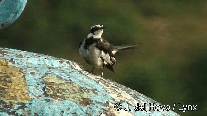 African Pied Wagtail - ML201252671