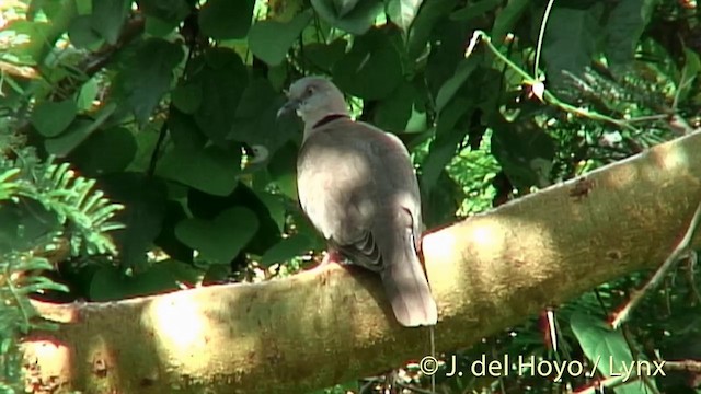 Mourning Collared-Dove - ML201252741