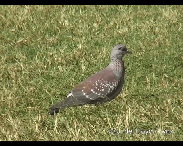 Speckled Pigeon - ML201252951