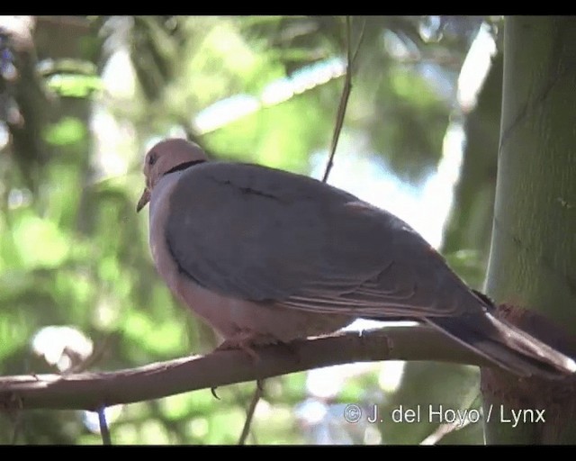 Red-eyed Dove - ML201253071