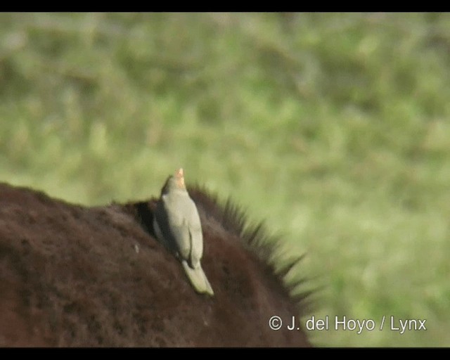 Red-billed Oxpecker - ML201253151