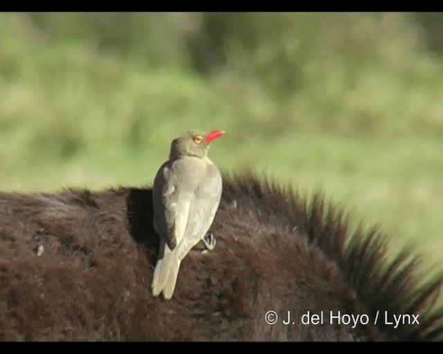 Red-billed Oxpecker - ML201253161