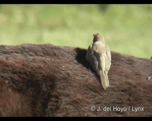Red-billed Oxpecker - ML201253171