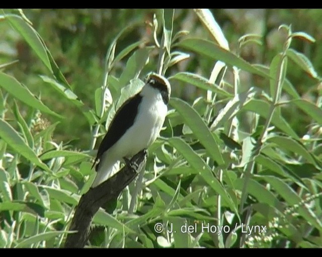 Gray-backed Fiscal - ML201253231