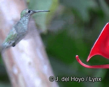 kolibřík zelenobílý - ML201253461