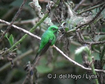 Rufous-booted Racket-tail (Anna's) - ML201253521