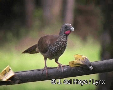 Speckled Chachalaca (Speckled) - ML201253581