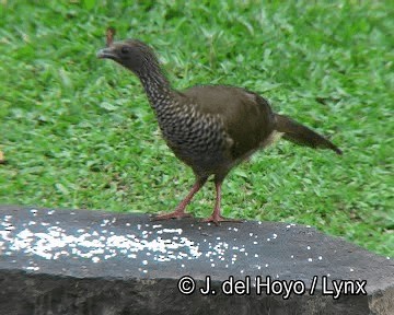 Speckled Chachalaca (Speckled) - ML201253591