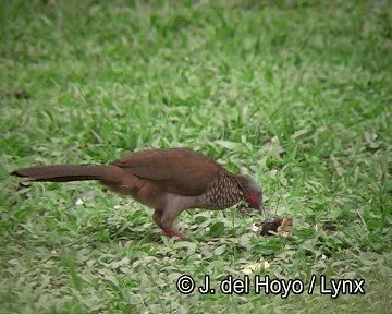 Speckled Chachalaca (Speckled) - ML201253601