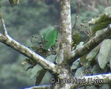 Speckle-faced Parrot (Plum-crowned) - ML201253641