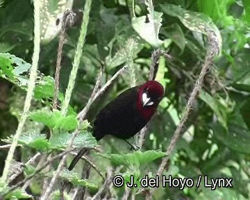 Silver-beaked Tanager - ML201253731