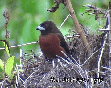 Silver-beaked Tanager - ML201253741