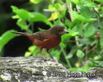 Silver-beaked Tanager - ML201253751